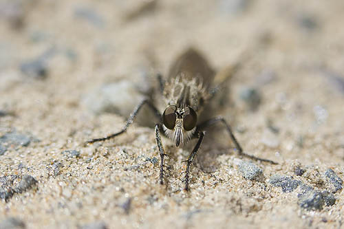 unidentified Robberfly