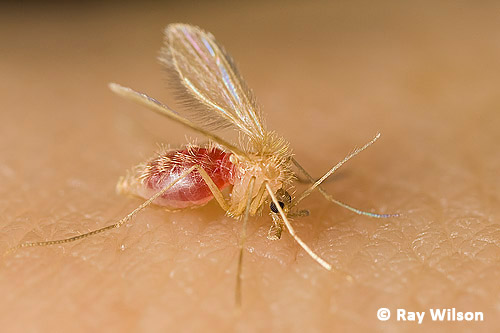 sand fly life cycle