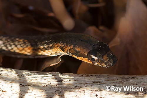 bimini island racer snake