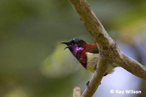 crimson backed sunbird male