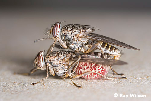mating Tsetse Flies