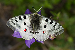 Apollo (Parnassius apollo)