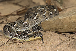 bimini island racer snake