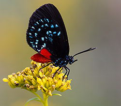 Atala