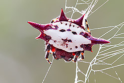 Thorn Spider