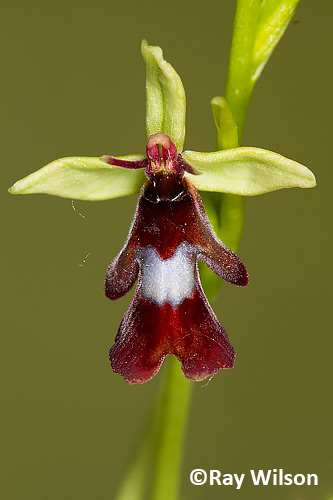 Fly Orchid (Ophrys insectifera)