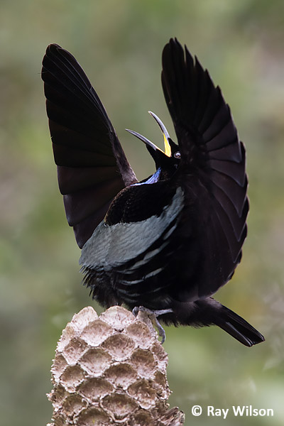 Victoria's Riflebird