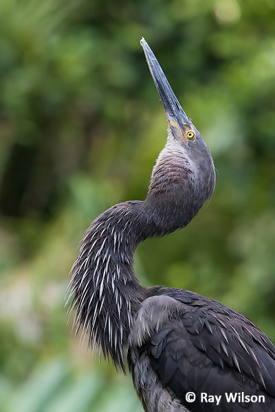 Great-billed Heron