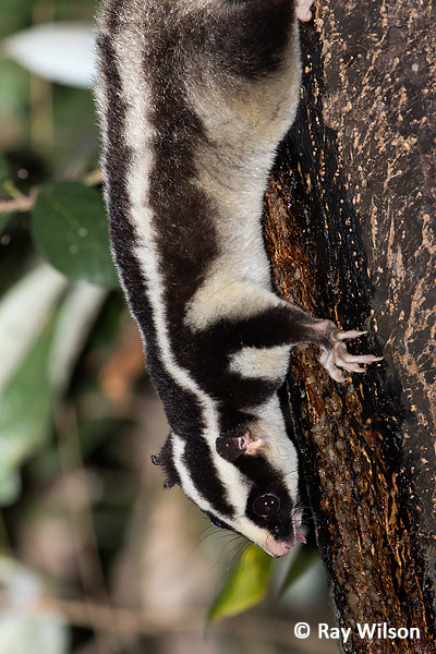 Torresian Striped Possum