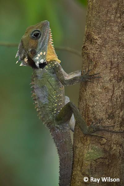 Boyd's Forest Dragon