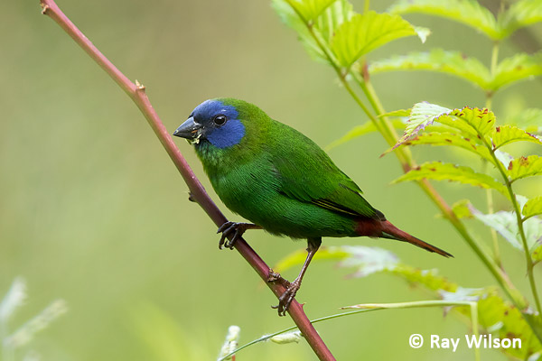 Blue-faced Parrotfinch