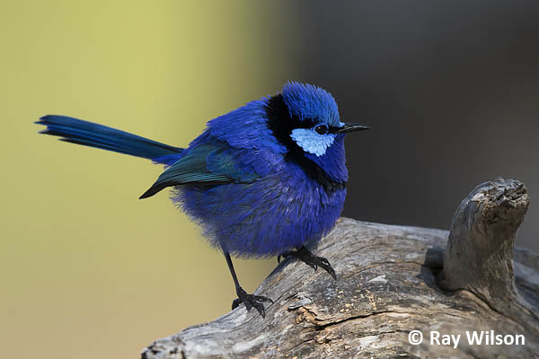 splendid fairy wren