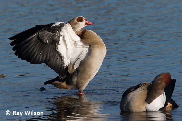 egyptian goose range