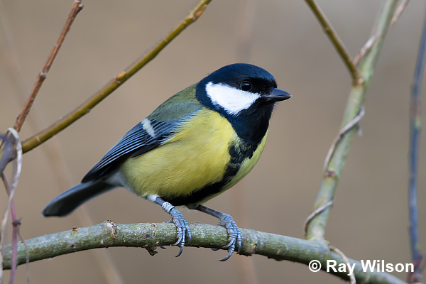 Great Tit Bird Facts