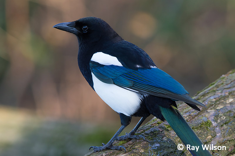 eurasian magpie nest