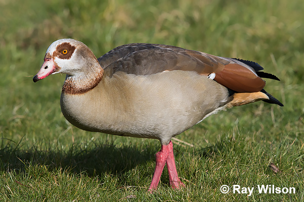 egyptian goose range